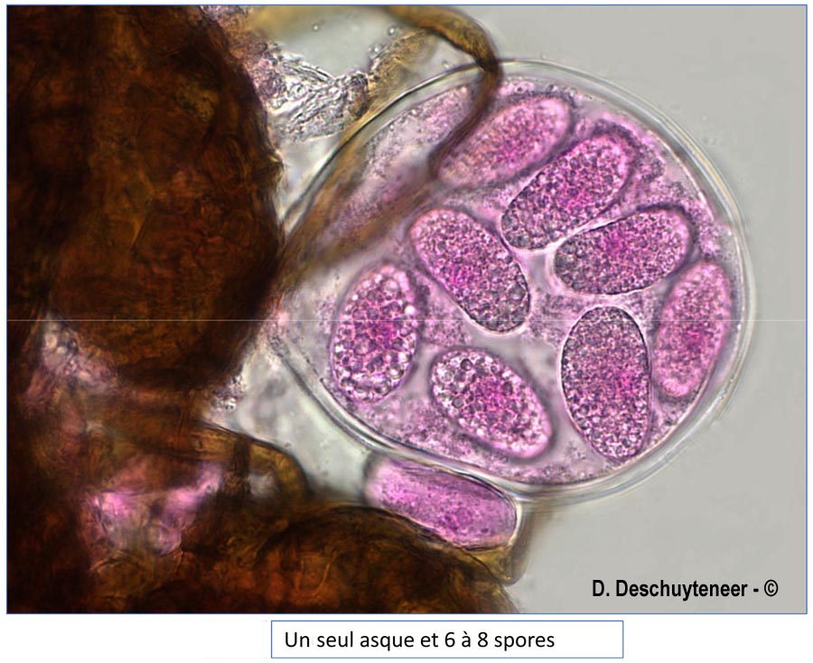 Podosphaera dipsacacearum