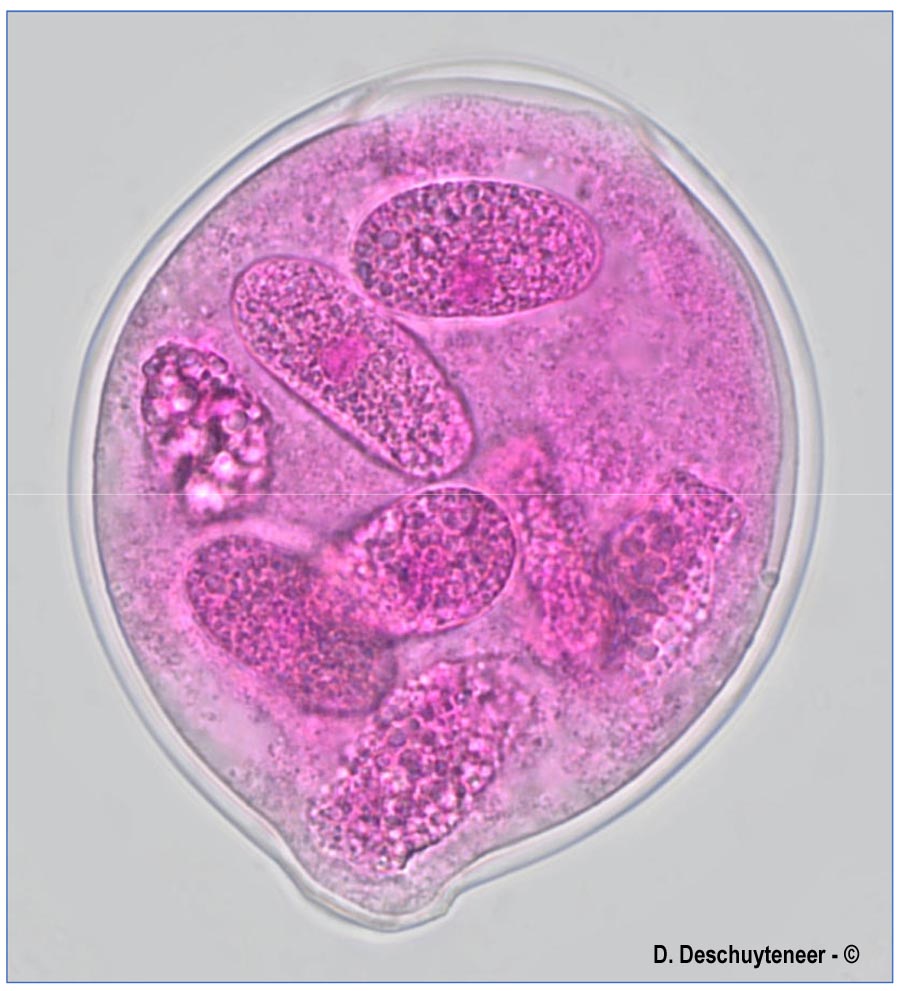 Podosphaera dipsacacearum