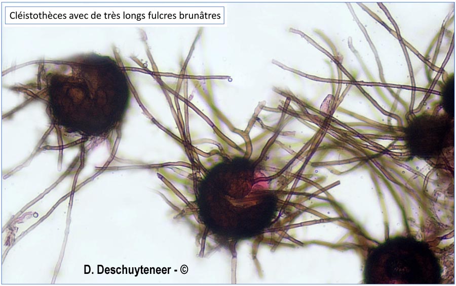 Podosphaera dipsacacearum