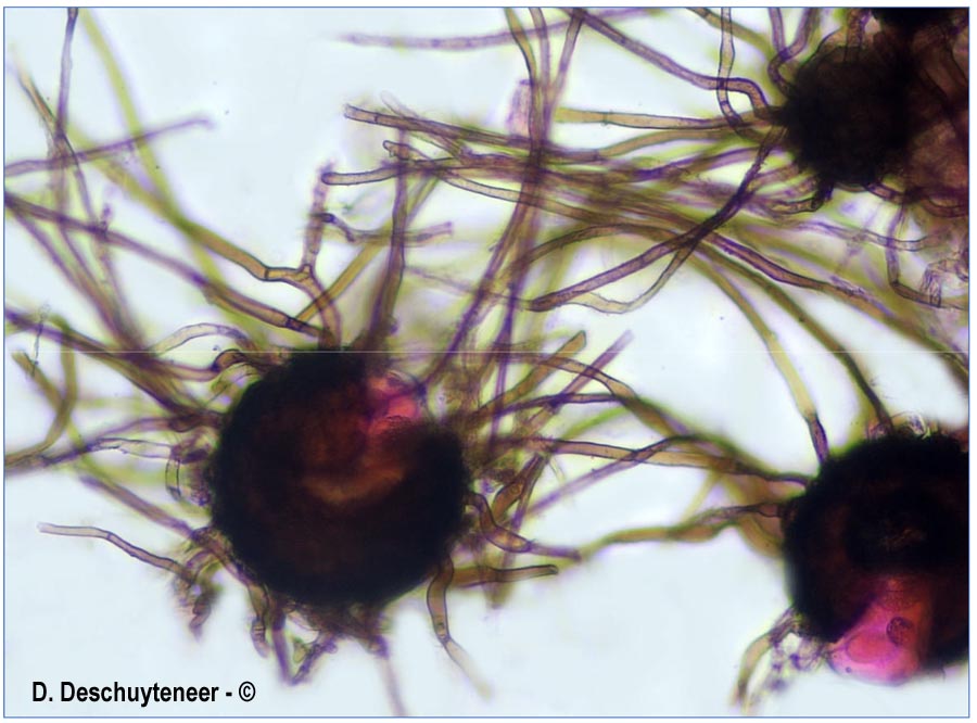 Podosphaera dipsacacearum