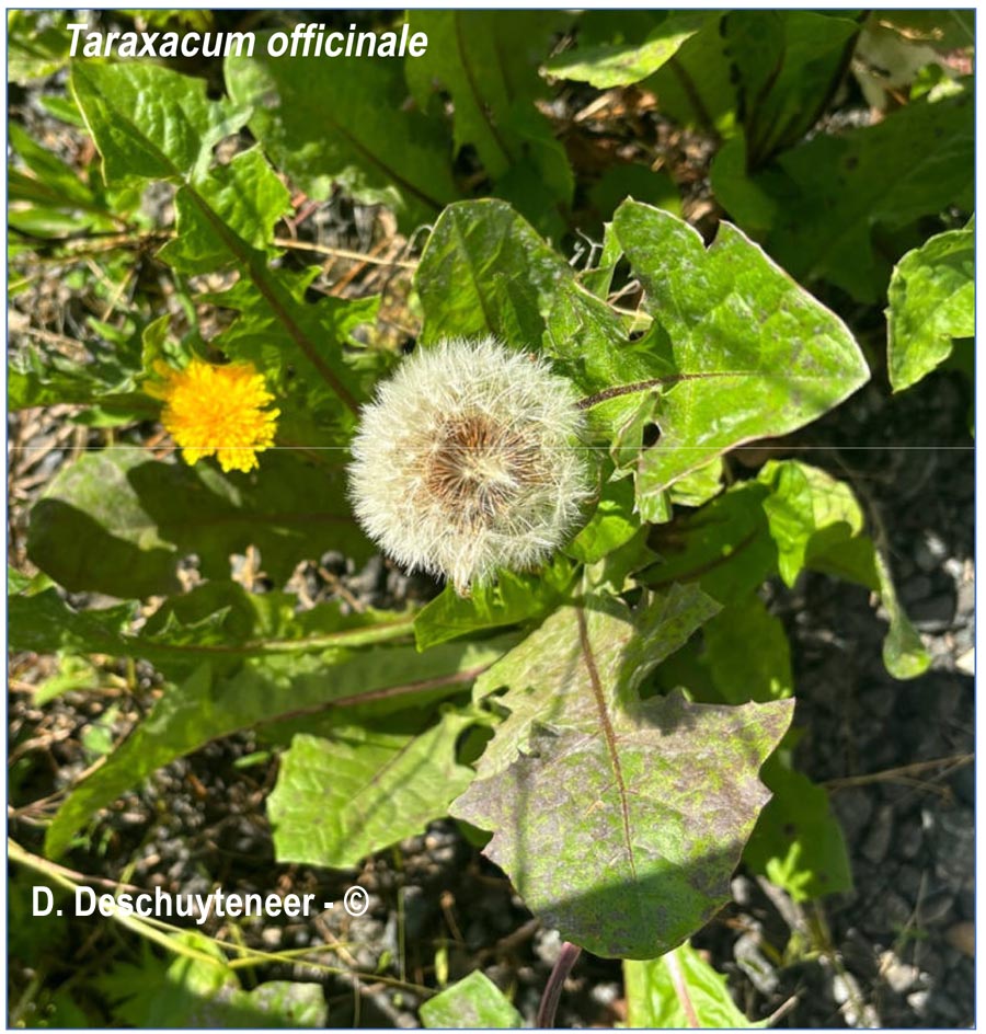 Podosphaera erigerontis-canadensis