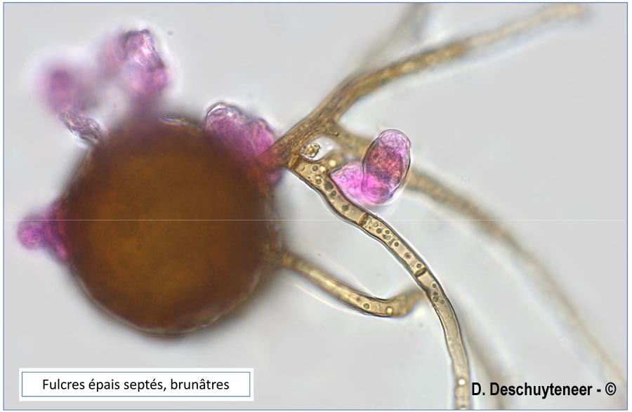 Podosphaera erigerontis-canadensis