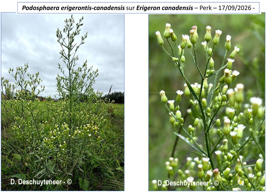 Podosphaera erigerontis-canadensis