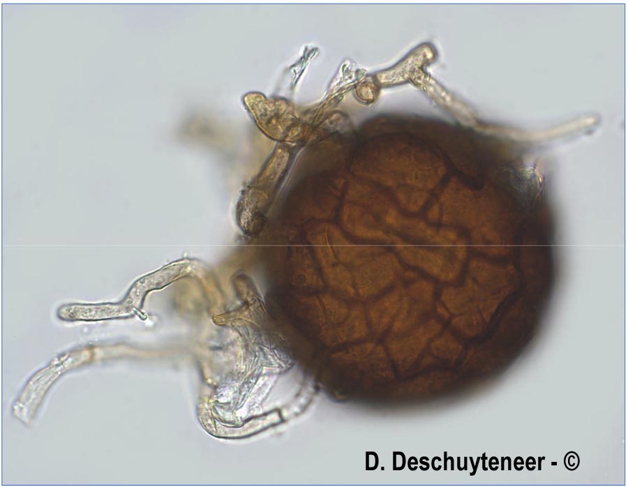 Podosphaera erigerontis-canadensis