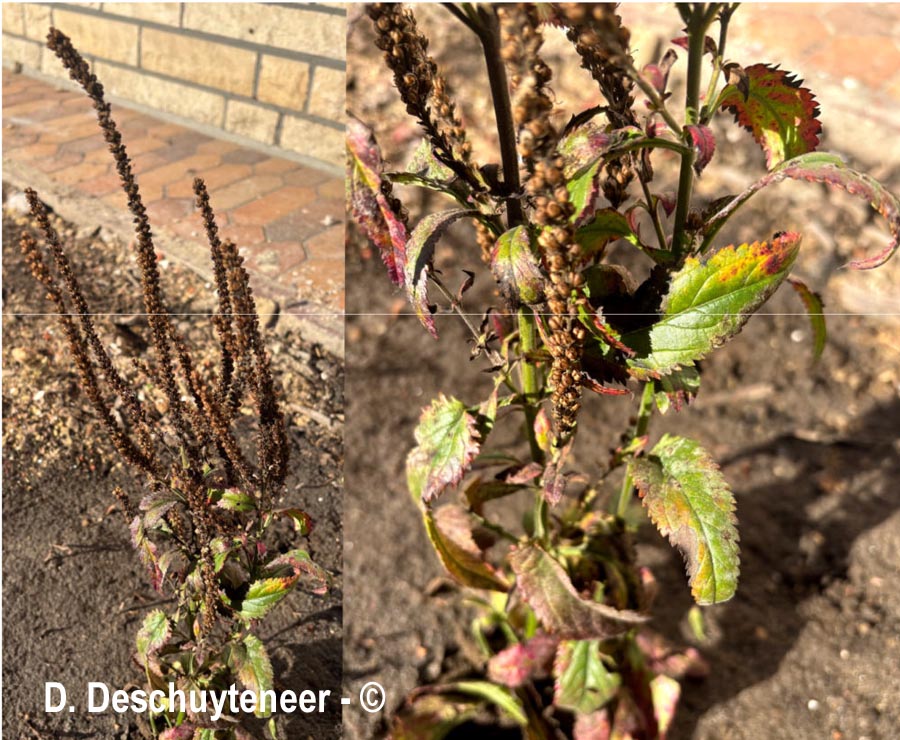 Podosphaera fuliginosa