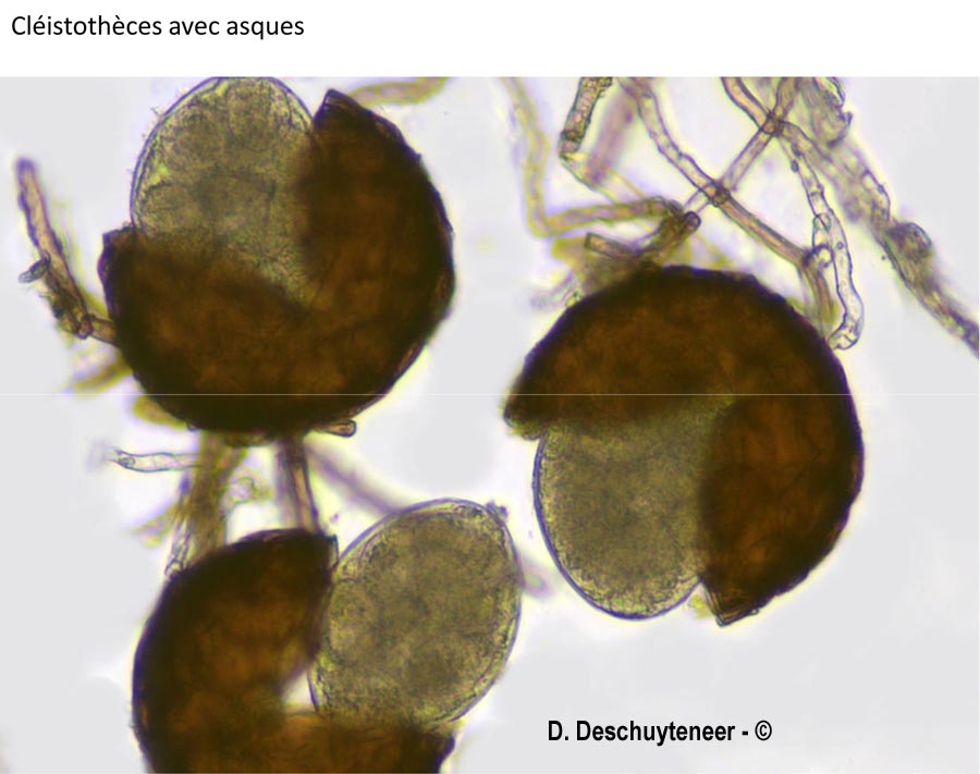 Podosphaera fuliginosa