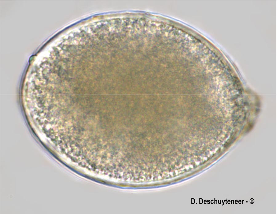 Podosphaera fuliginosa