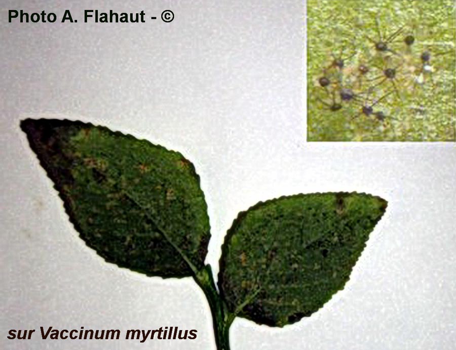 Podosphaera myrtillina