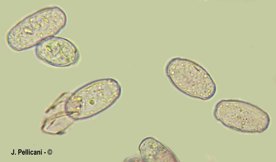 Podosphaera perforans