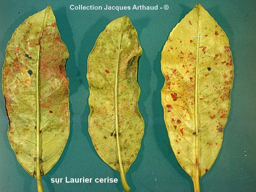 Pseudoidium lauracearum