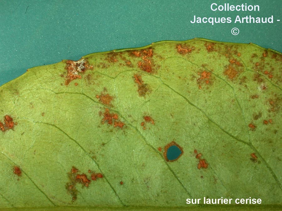 Pseudoidium lauracearum