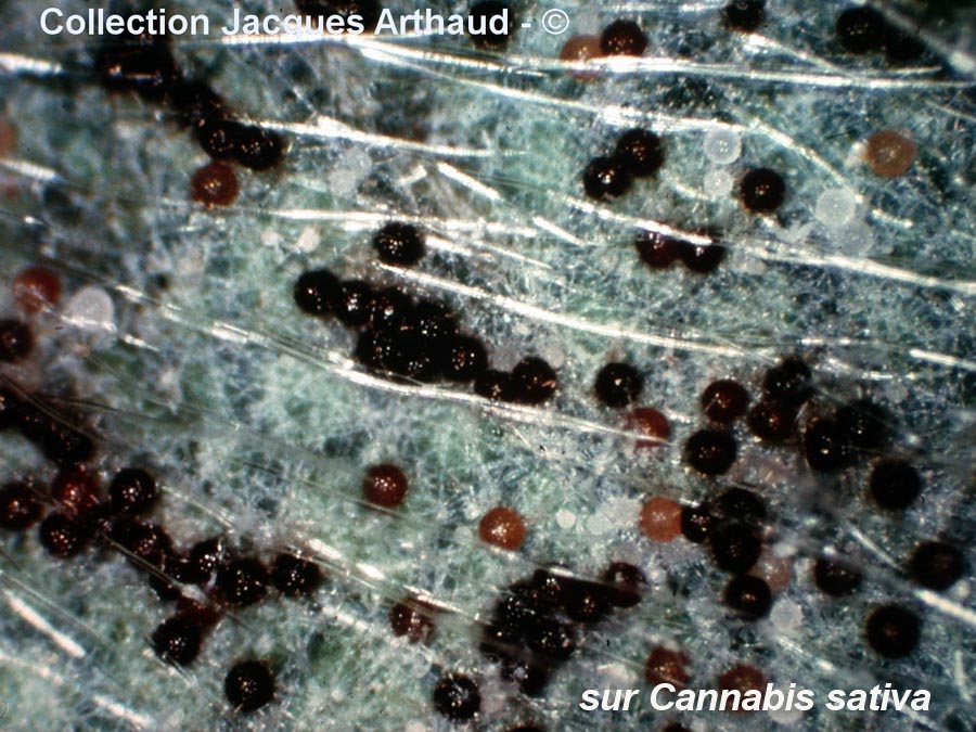 Sphaerotheca macularis