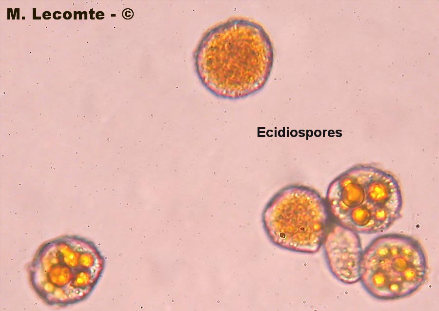 Puccinia sessilis (Aecidium ari)