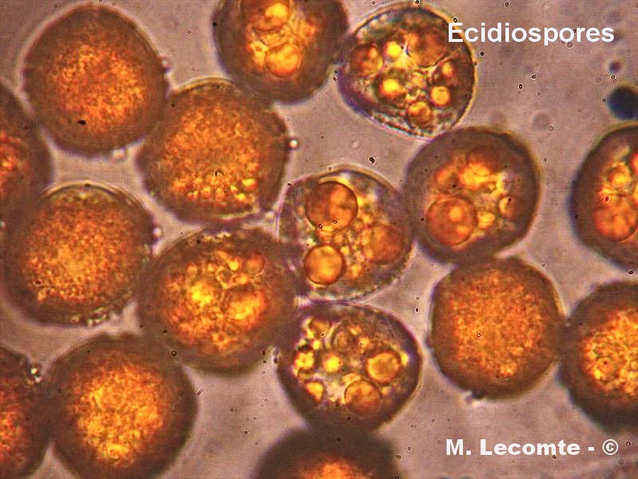 Puccinia sessilis (Aecidium ari)