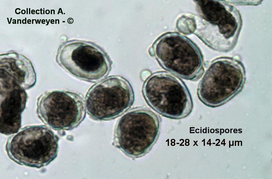 Aecidium clematidis (Puccinia recondita , Puccinia caricina)