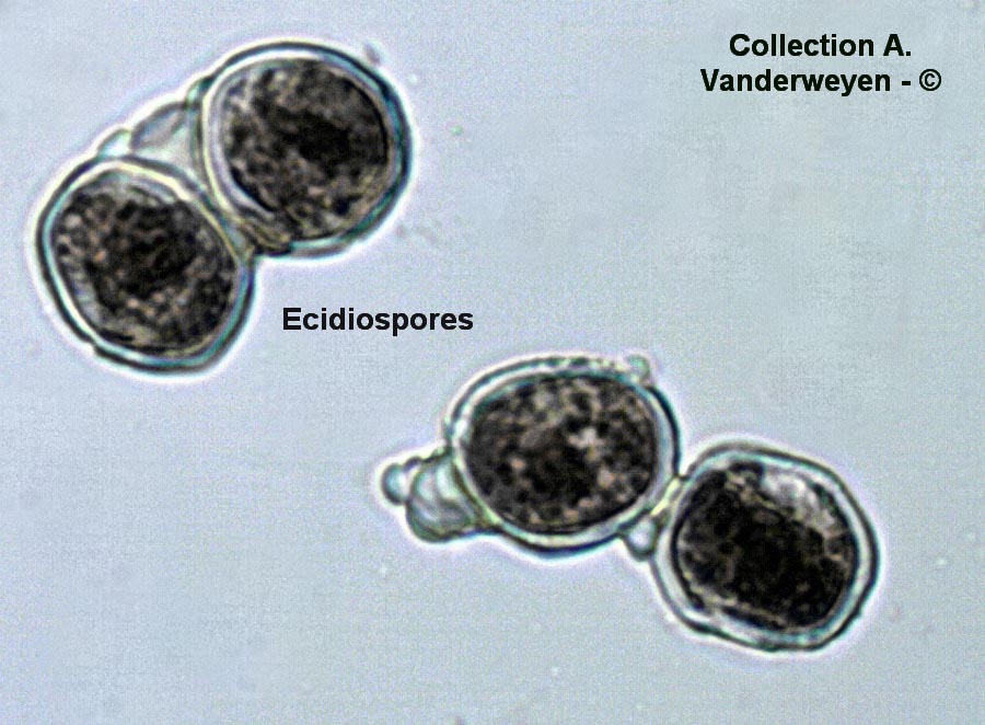 Aecidium clematidis (Puccinia recondita , Puccinia caricina)