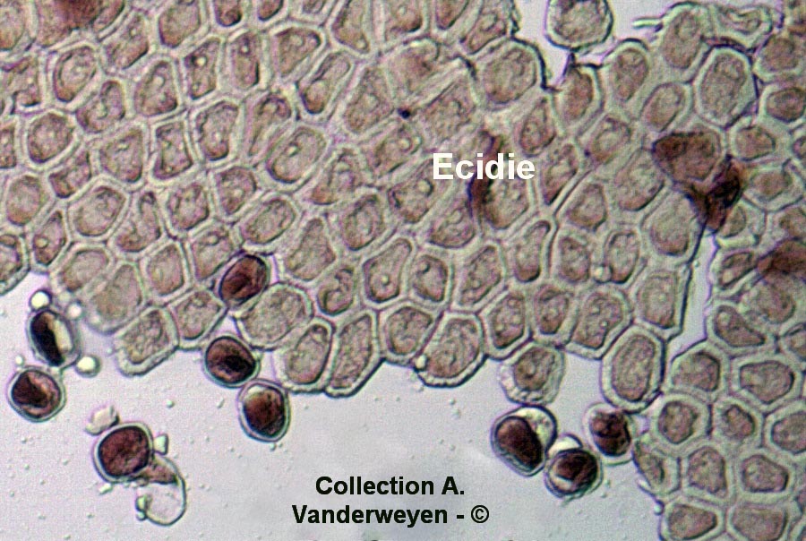 Aecidium clematidis (Puccinia recondita , Puccinia caricina)