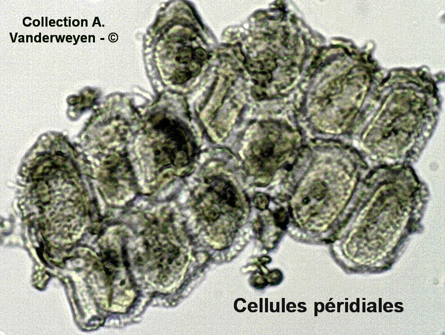 Aecidium grossulariae