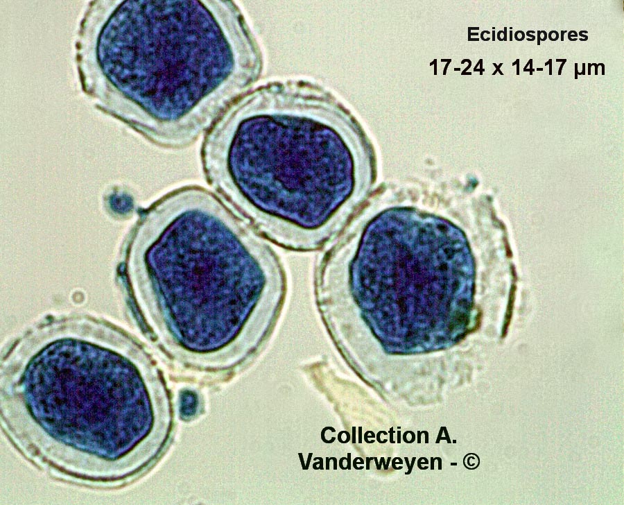 Aecidium thesii (Puccinia passerinii)