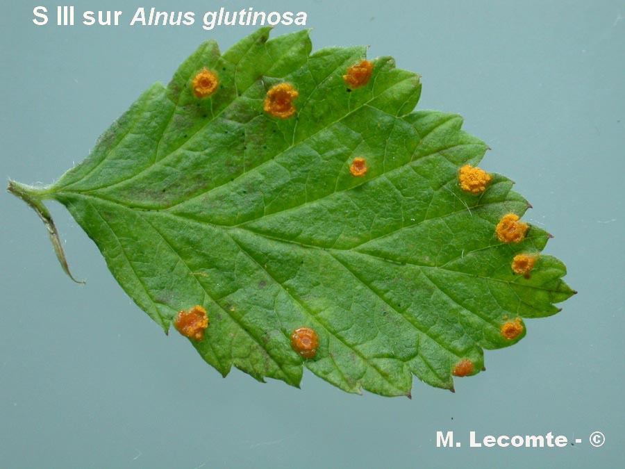 Melampsoridium hiratsukanum