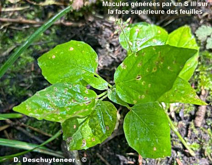 Puccinia circaeae