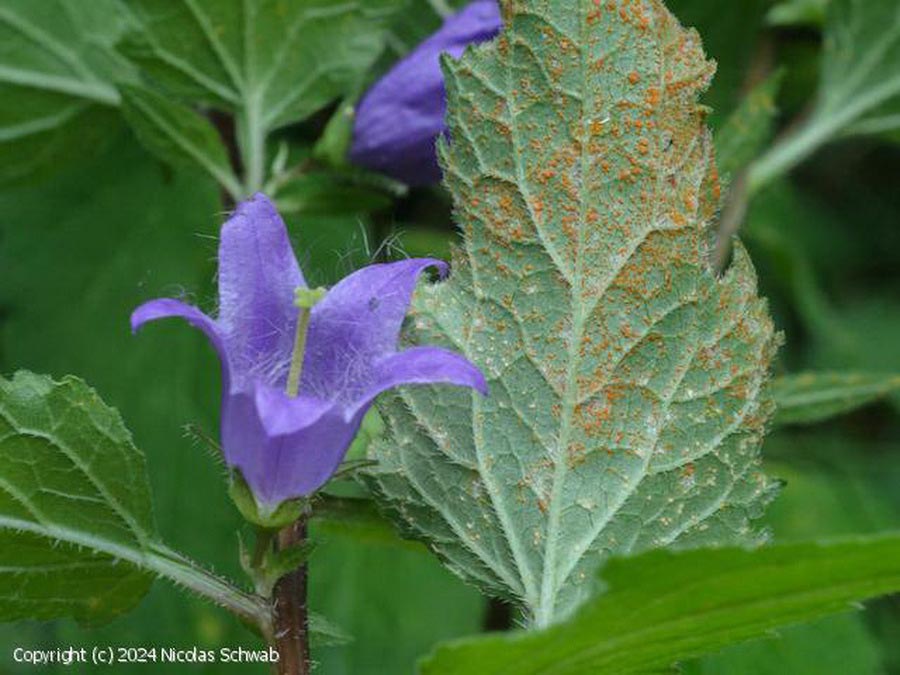 Coleosporium campanulae