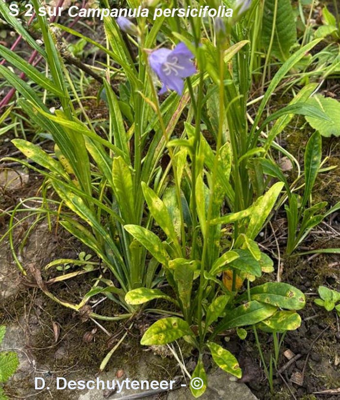 Coleosporium campanulae
