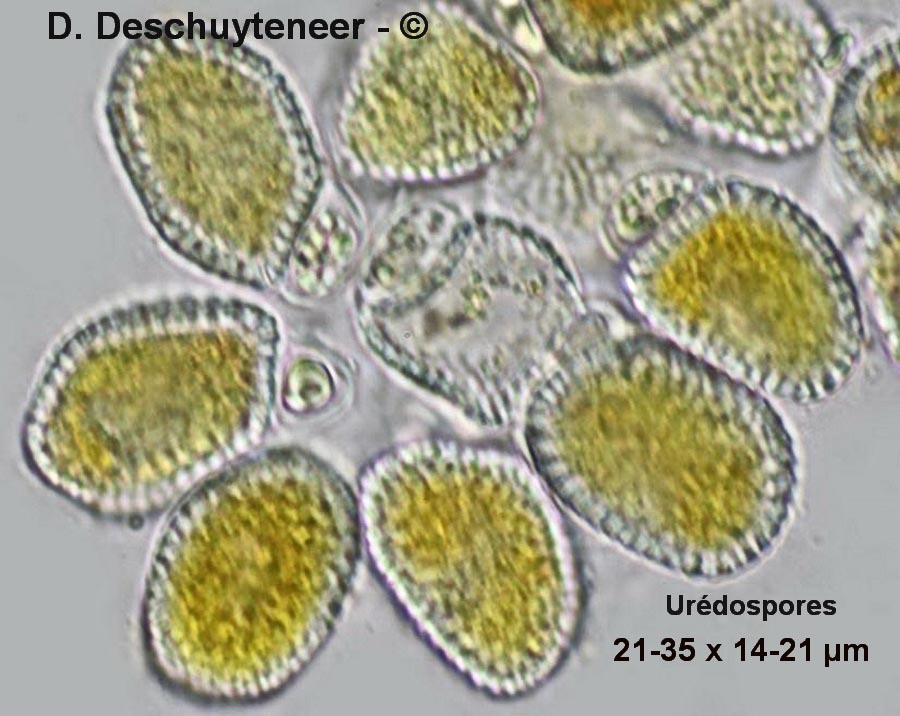 Coleosporium campanulae