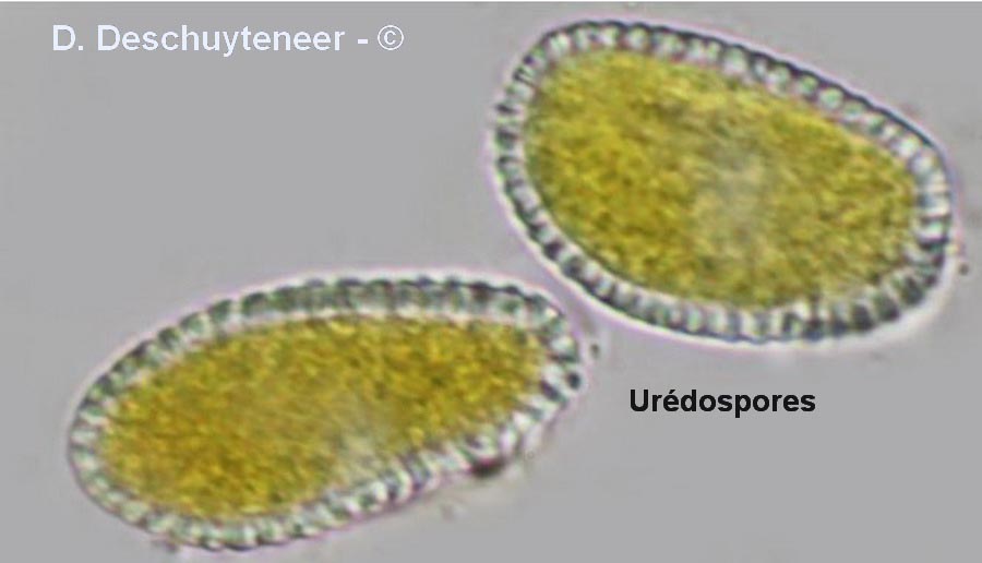 Coleosporium campanulae