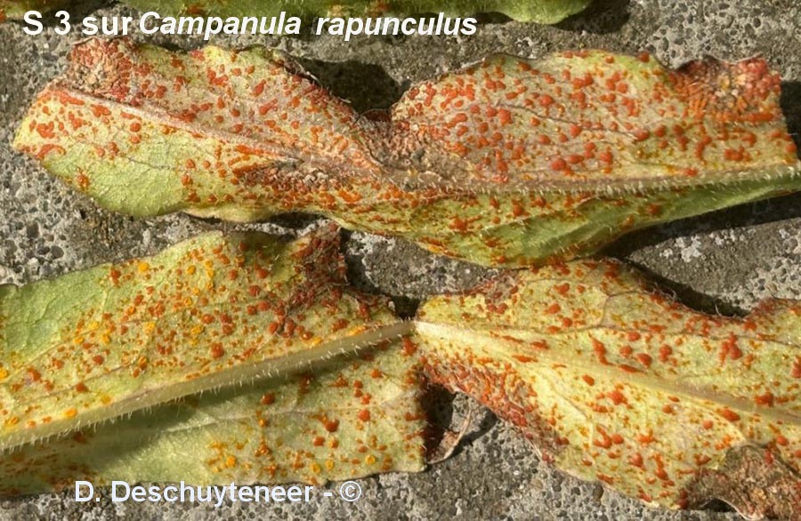 Coleosporium campanulae