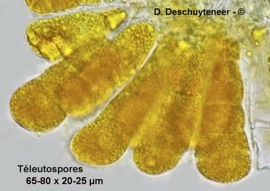Coleosporium campanulae