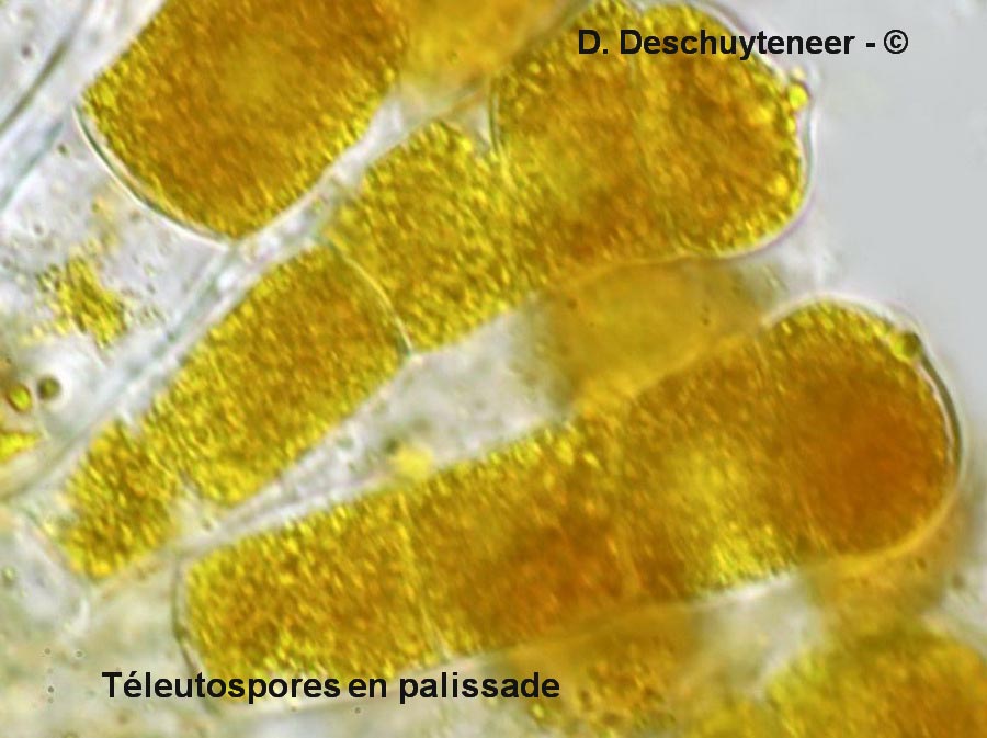 Coleosporium campanulae
