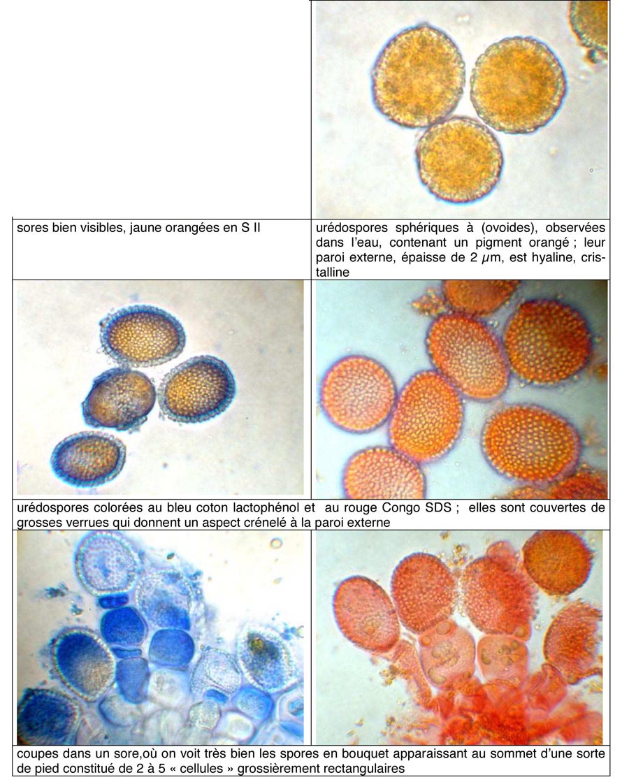 Coleosporium campanulae