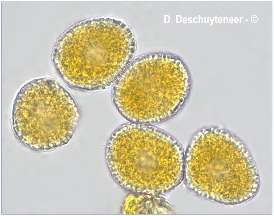 Coleosporium montanum