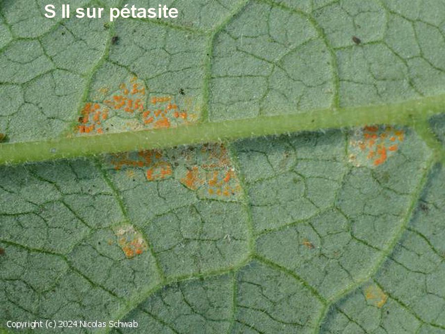 Coleosporium petasitis