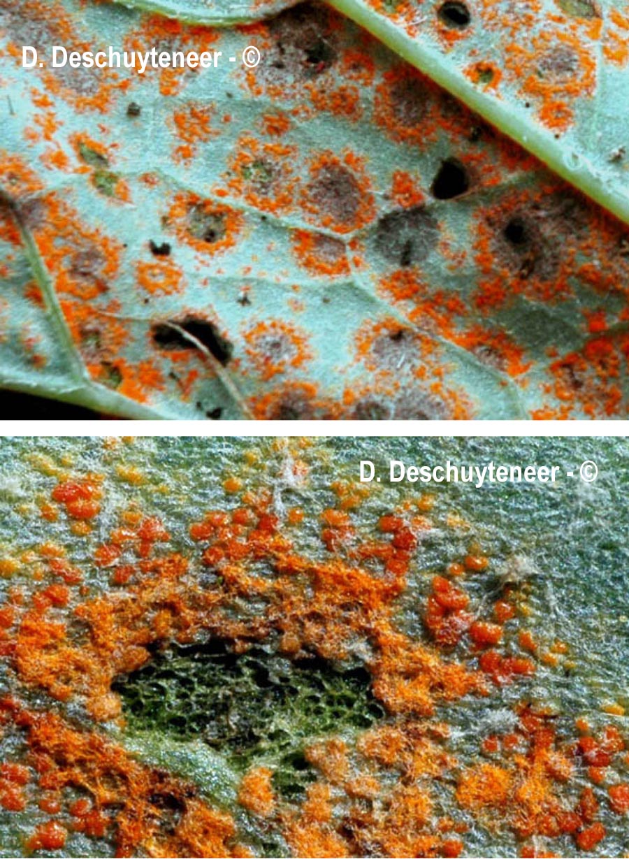 Coleosporium petasitis