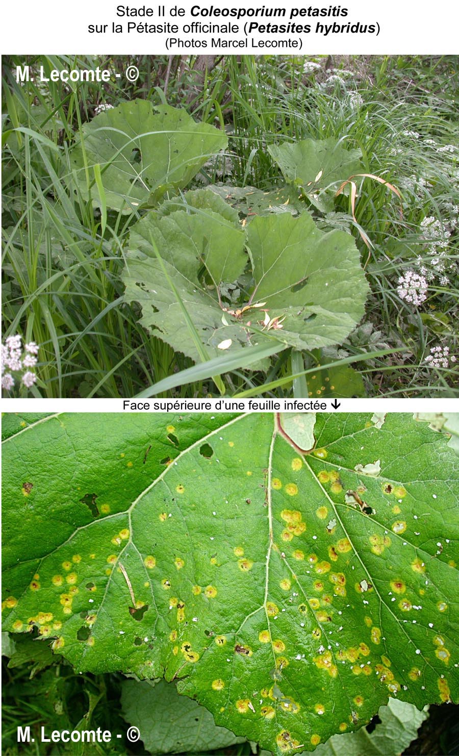 Coleosporium petasitis