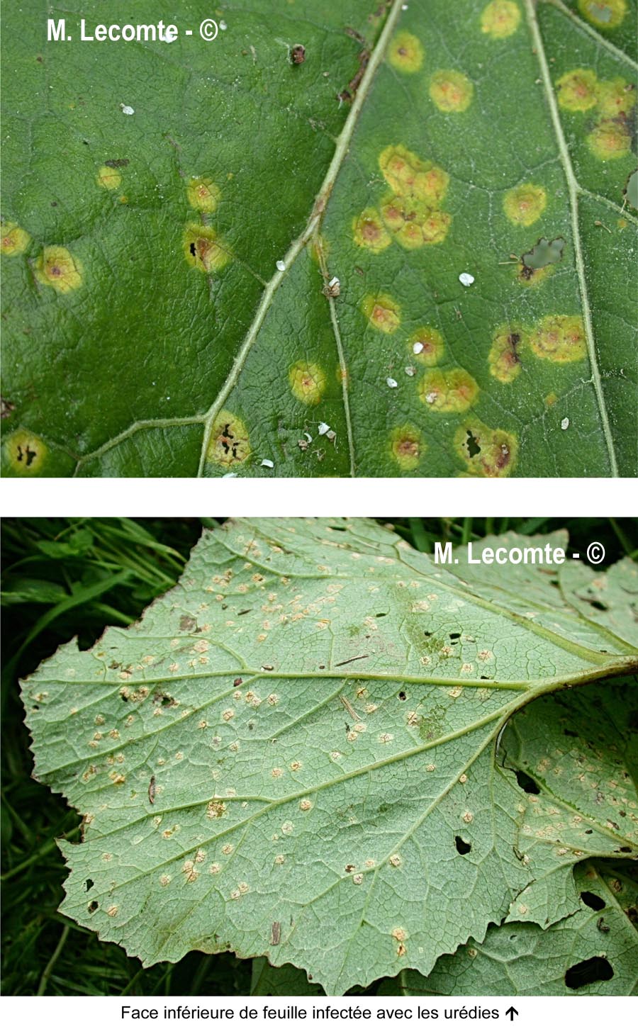 Coleosporium petasitis