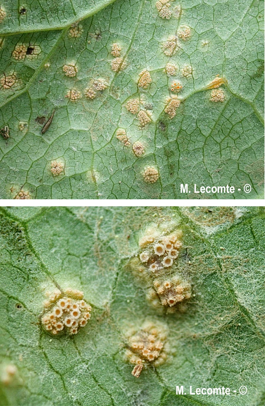Coleosporium petasitis