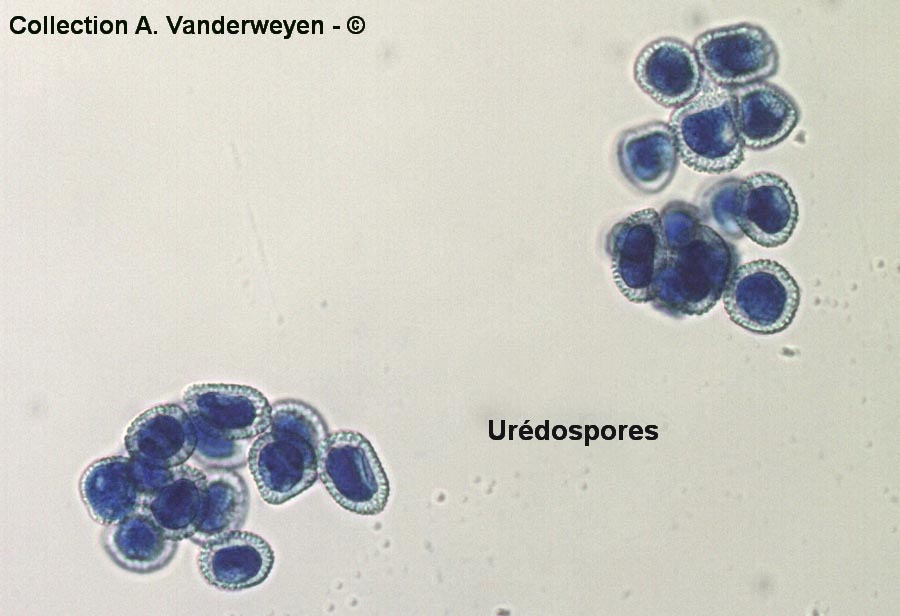 Coleosporium senecionis