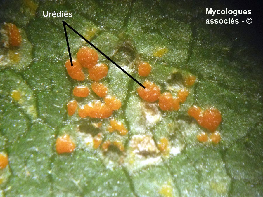 Coleosporium senecionis