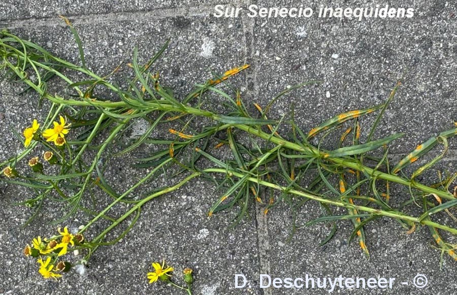 Coleosporium senecionis