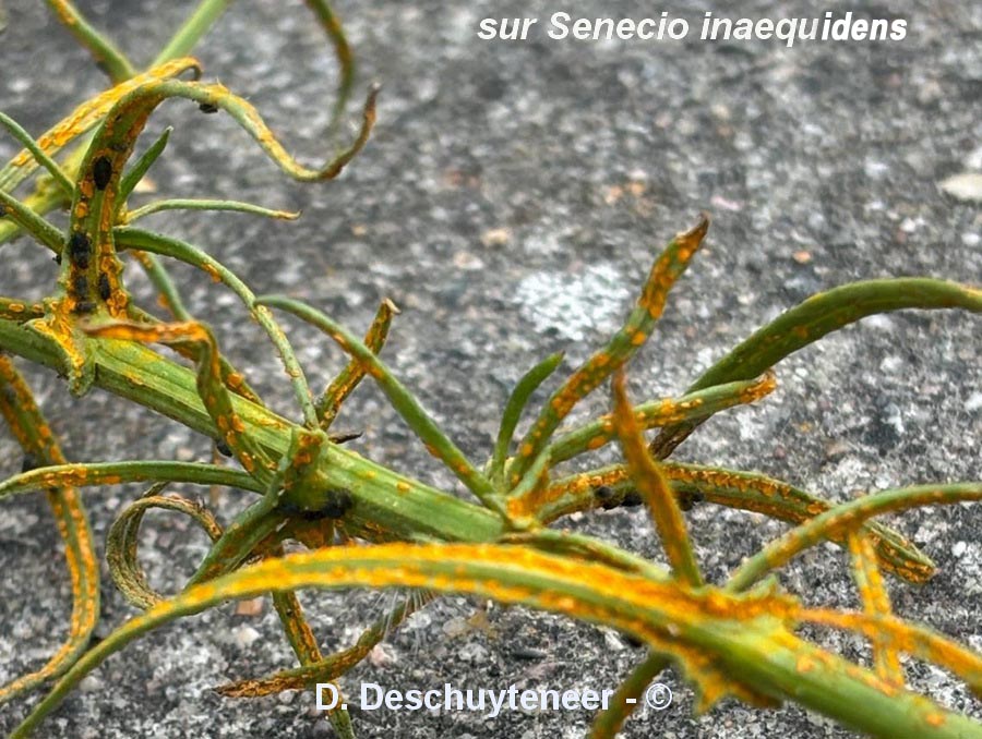 Coleosporium senecionis