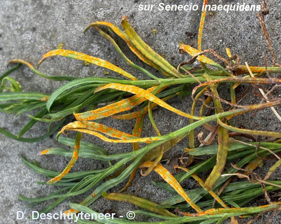 Coleosporium senecionis