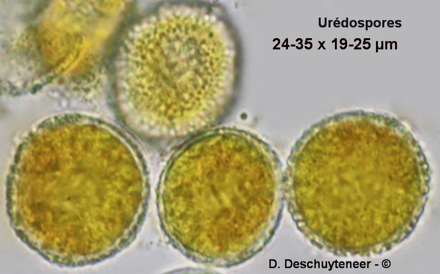 Coleosporium senecionis