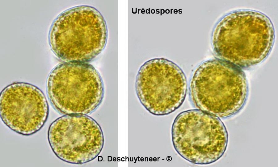 Coleosporium senecionis