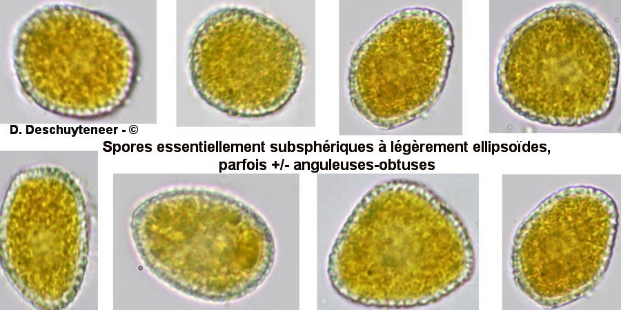 Coleosporium senecionis