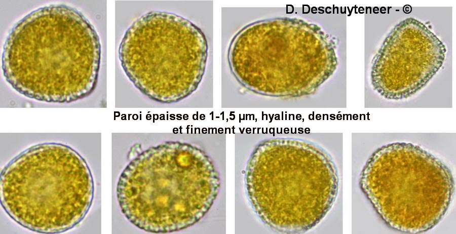 Coleosporium senecionis