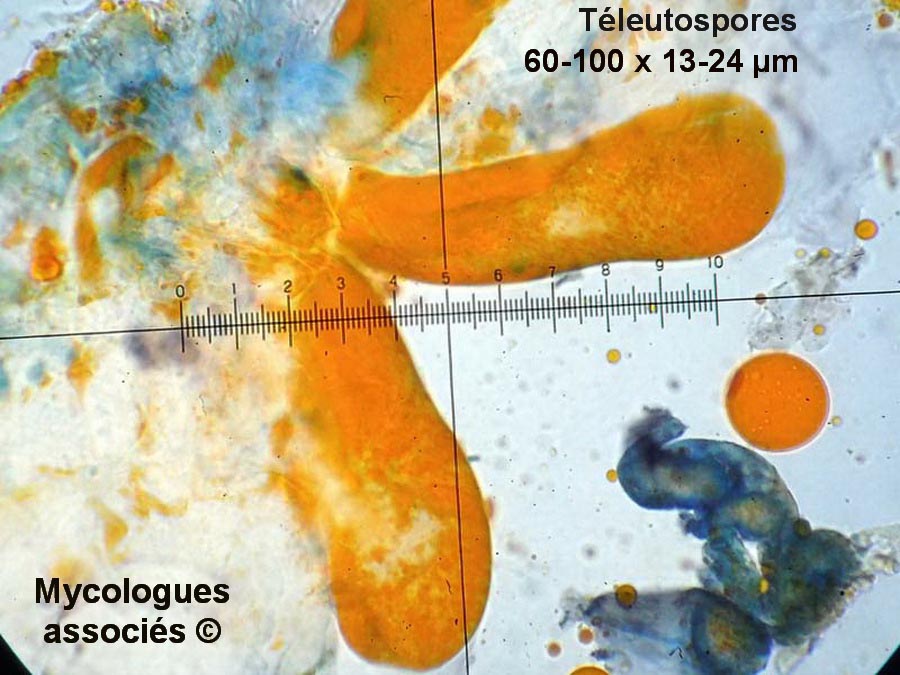 Coleosporium sonchi