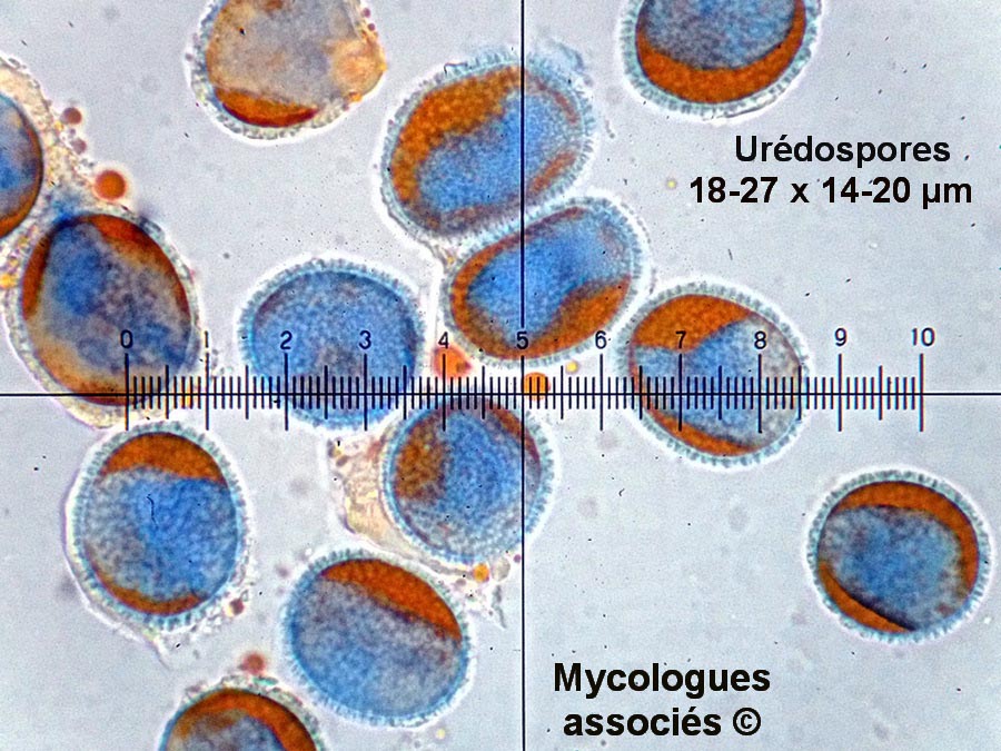 Coleosporium sonchi